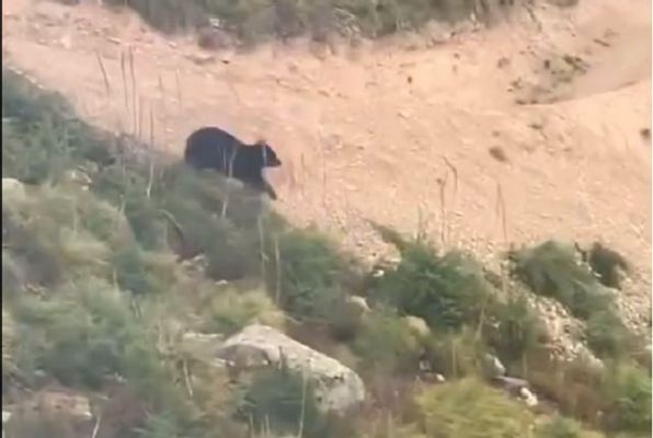 man escaped from bear viral video 