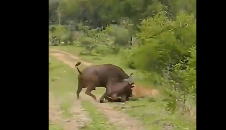 buffalo lifted lioness and dropped down from air viral video 