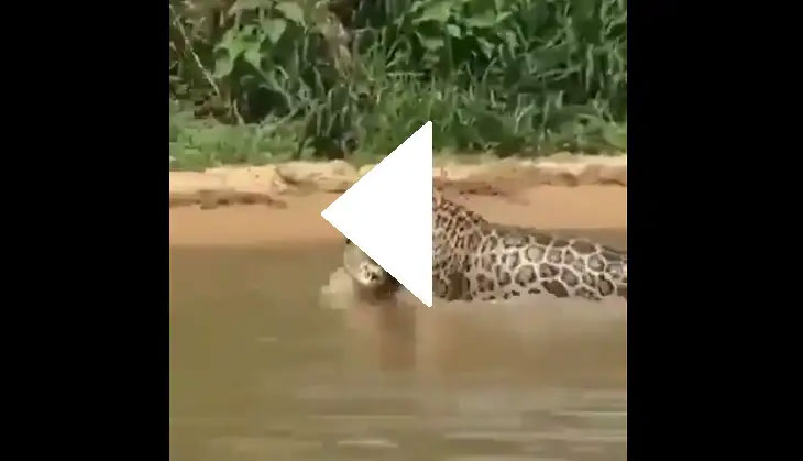 cheetah vs crocodile who win the battle viral video 