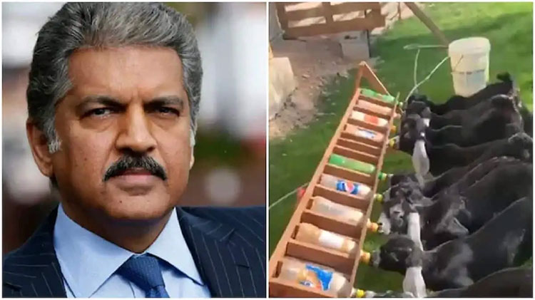 goat babies drinking milk viral video shared by anand mahindra 