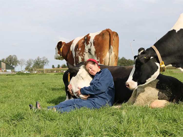 people are interested in cow cuddling