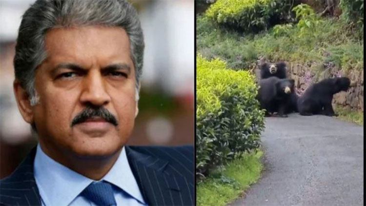 bear came fastly towards bike viral video 