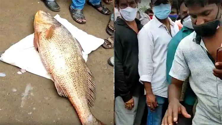 rare kachchili chepa caught by fishermen in kakinada 