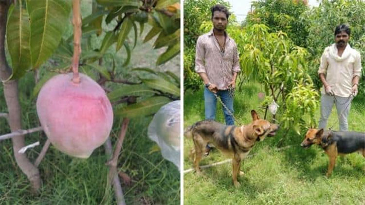 rare and expensive miazaki mango trees security by guards and dogs 