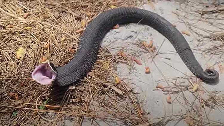 Snake screams in Karimnagar The real twist is this