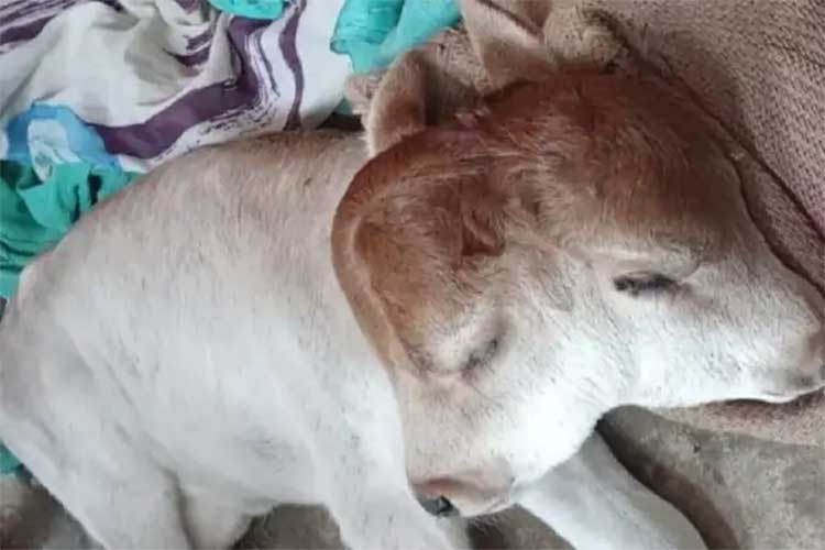 two headed calf born in uttar pradesh 