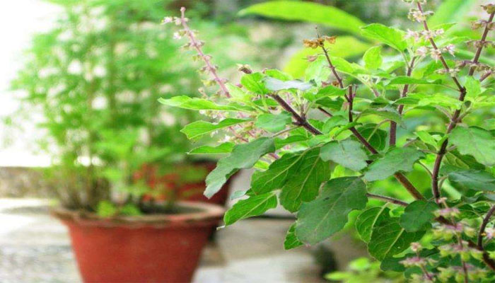 Do you know what happens if the basil plant is worshiped with green milk on Friday?