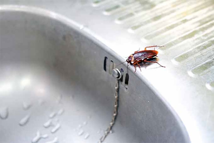 having cockroaches in home do like this 