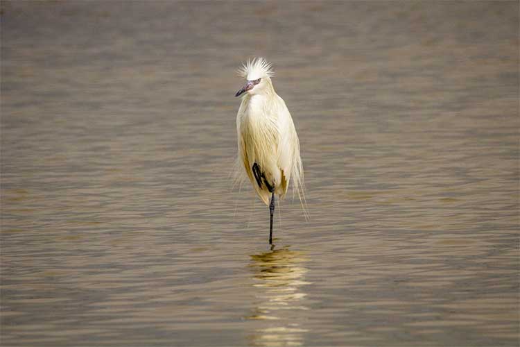 do you know why cranes stand in water 
