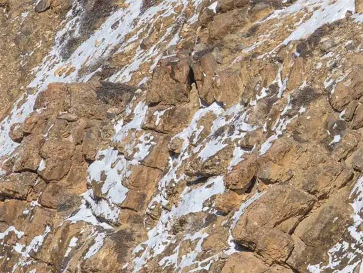 identify hidden cheetah in this one 