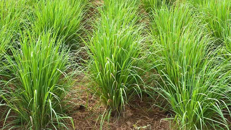 farmers are earing huge amount with lemon grass crop 