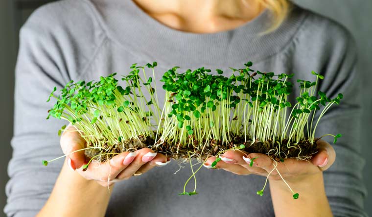 small investment big income earn money with microgreens growing 