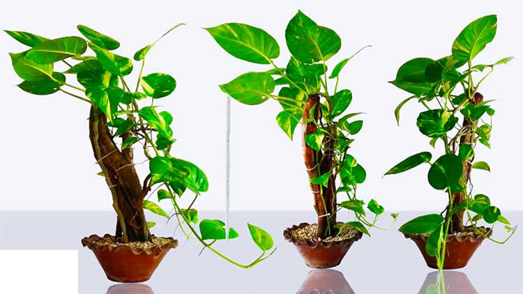 know in which direction you have to place money plant important rules 