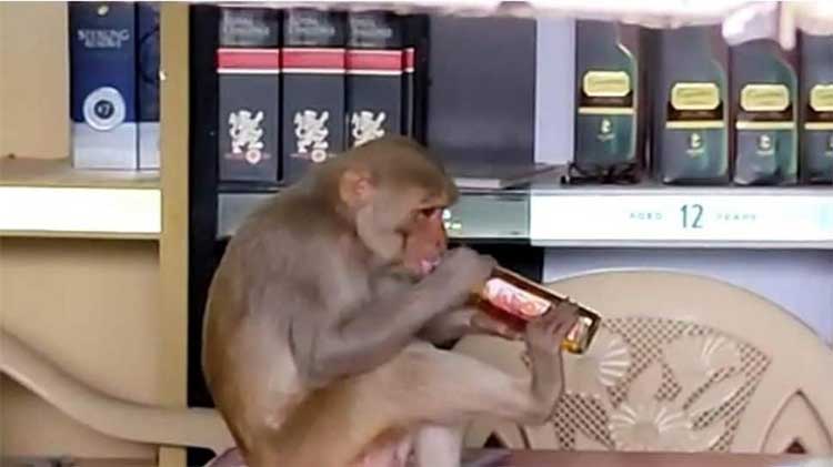 monkey drank liquor in store viral video 