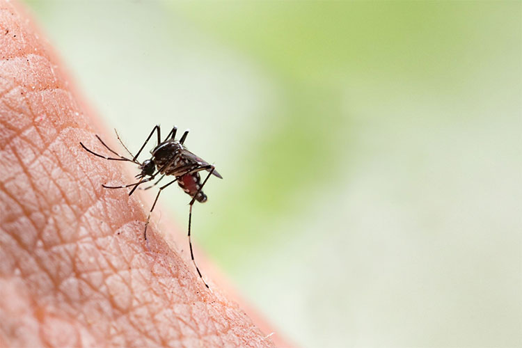 can mosquito bite spread covid 19 what experts say 
