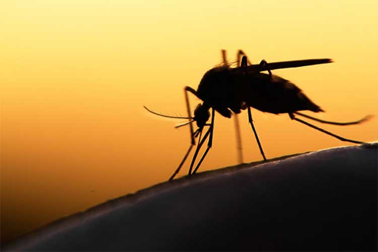 why mosquitoes hide at day time 