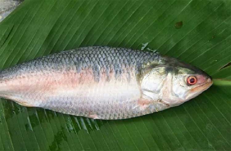 1 kilo of pulasa fish selling or rs 5000 to 17000 