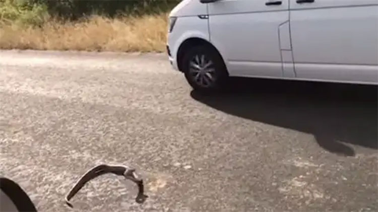 python jumps on car and slept on engine 