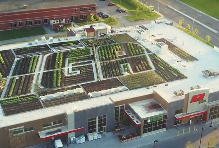 this super market is growing vegetables on their roof and selling in store