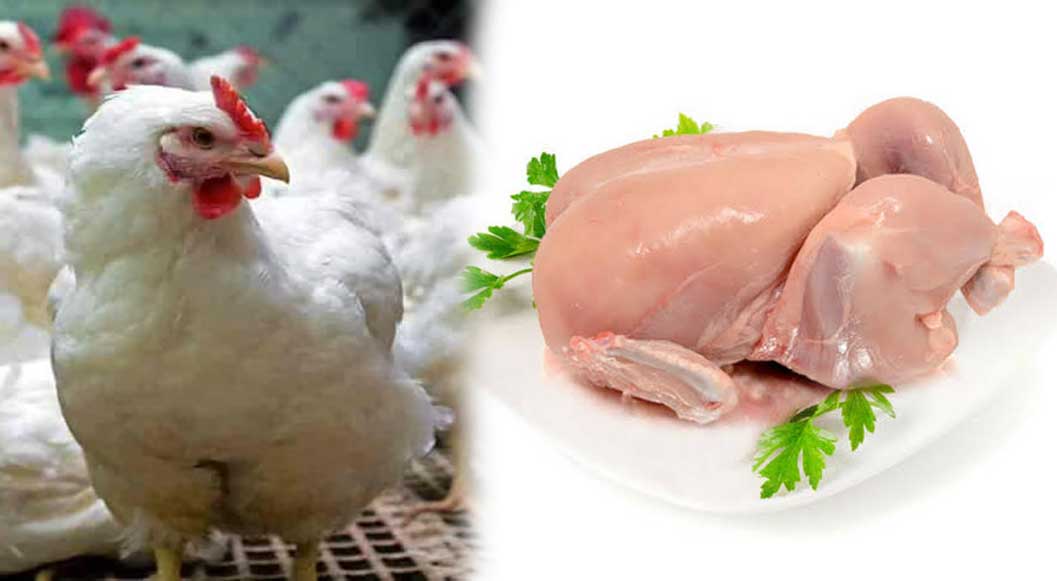 buying chicken then you should know these things 