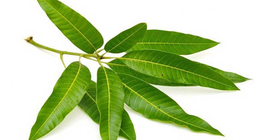 business idea sell mango leaves and earn good income 