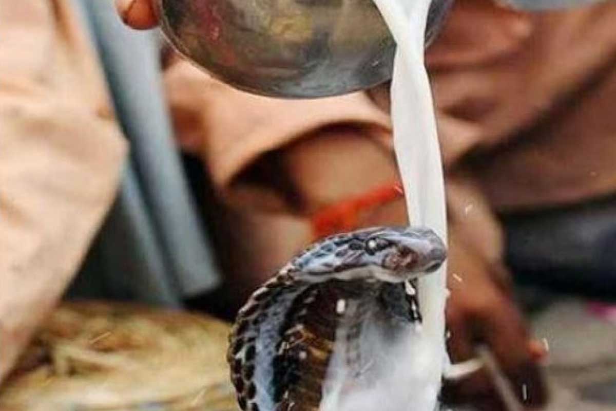 మరీ ముఖ్యంగా ఈ నాగ పంచమి రోజు తొమ్మిది రకాల పాములకు పూజిస్తారు. ఆ తొమ్మిది రకాల పాములు ఏమిటంటే.. అనంత, వాసుకి, శేష, కలియ, శంఖపాల, తక్షక, కంబాల, ధ్రుత రాష్ట్రం, పద్మనాభం వంటి రకాలను పూజిస్తారు.
