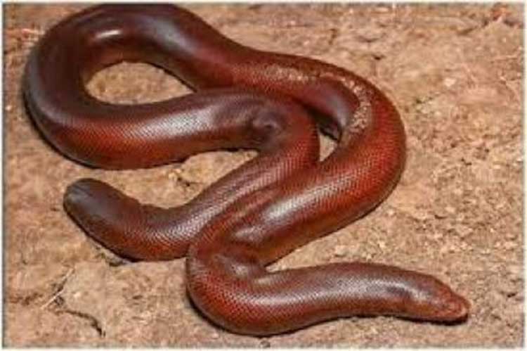 police arrested 4 persons trying to smuggle red boa 