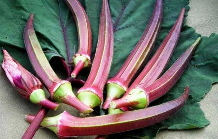 health benefits of red lady fingers 