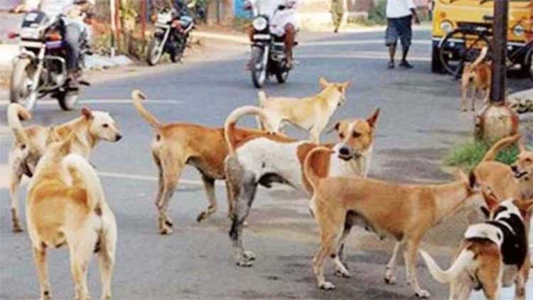 300 street dogs killed by panchayath officials 