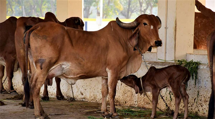 ఆక్సిజ‌న్‌ను పీల్చి ఆక్సిజ‌న్‌ను వ‌దిలే ఏకైక జంతువు.. ఆవు.. అల‌హాబాద్ హైకోర్టు న్యాయ‌మూర్తి సంచ‌ల‌న వ్యాఖ్య‌లు..