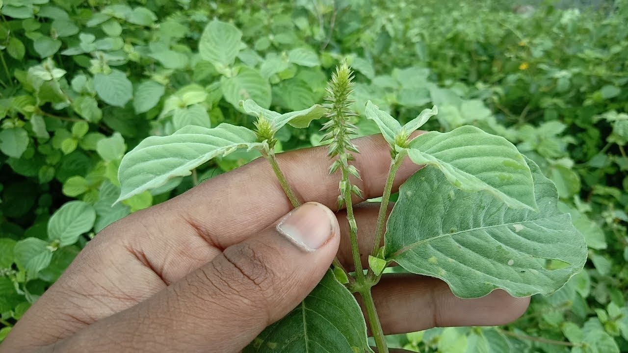 వినాయ‌కుడి పూజ‌లో వాడే 21 ర‌కాల ప‌త్రితో ఆయుర్వేద ప్ర‌కారం ఎలాంటి ఆరోగ్య‌క‌ర‌మైన ప్ర‌యోజ‌నాలు క‌లుగుతాయో తెలుసా ?