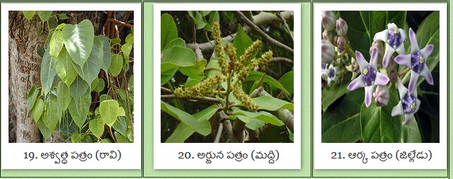 వినాయ‌కుడి పూజ‌లో వాడే 21 ర‌కాల ప‌త్రి ఇవే.. పేర్ల వివ‌రాలు.. ఫొటోల‌తో స‌హా చూడండి..!! 