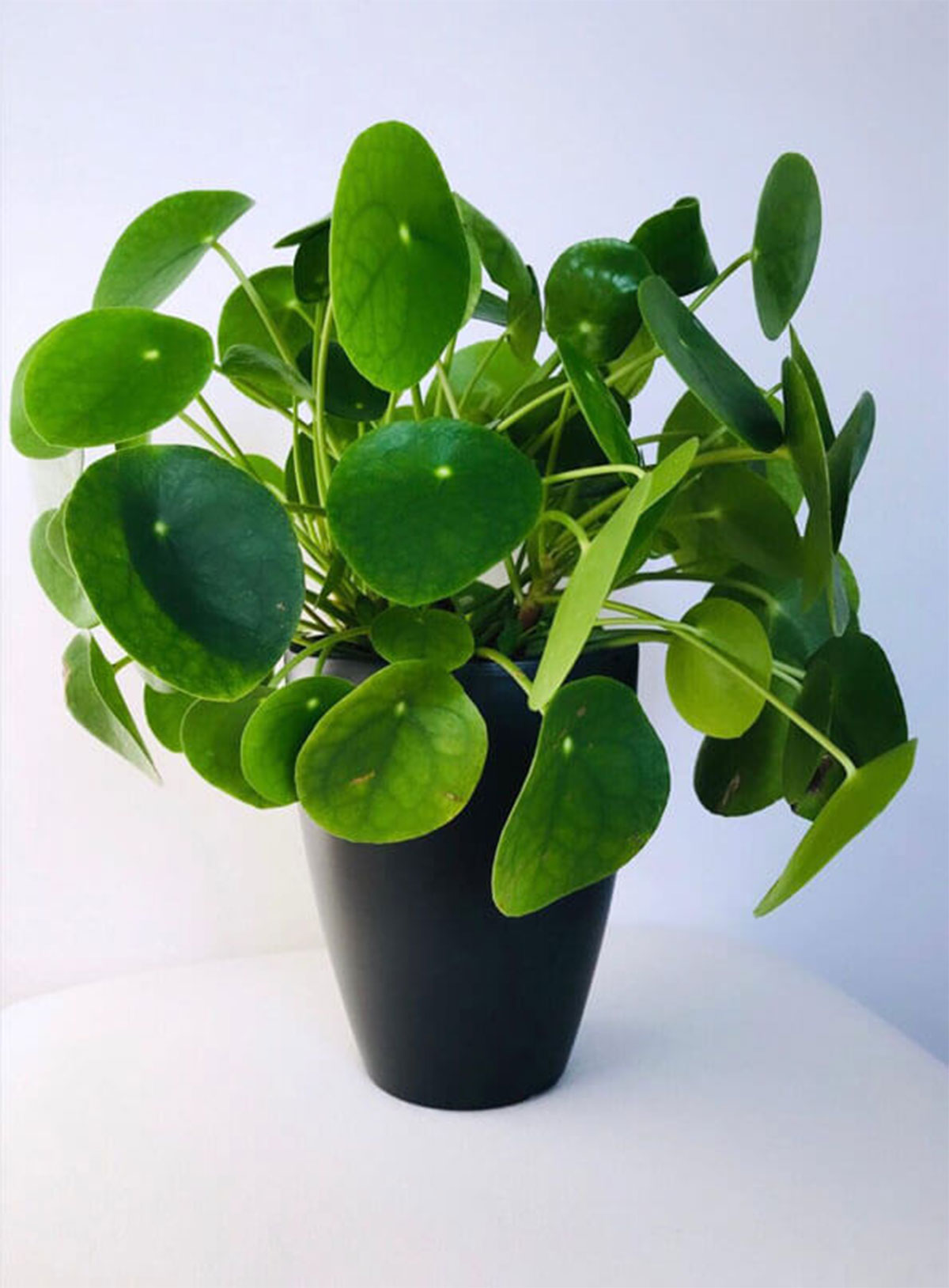 Vastu Shastra put these two plants in your home to attract money 
