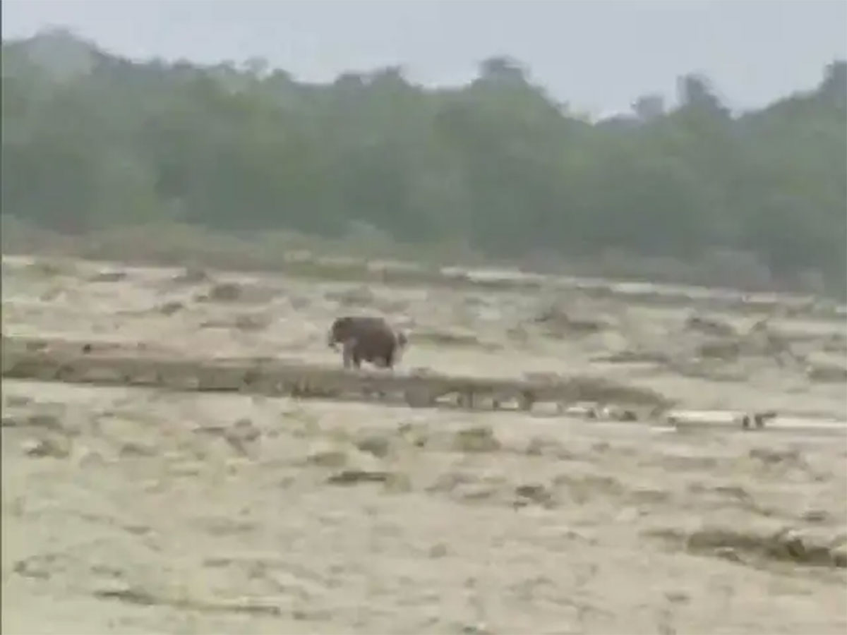 Viral Video elephant stuck in floods rescued by forest officials 