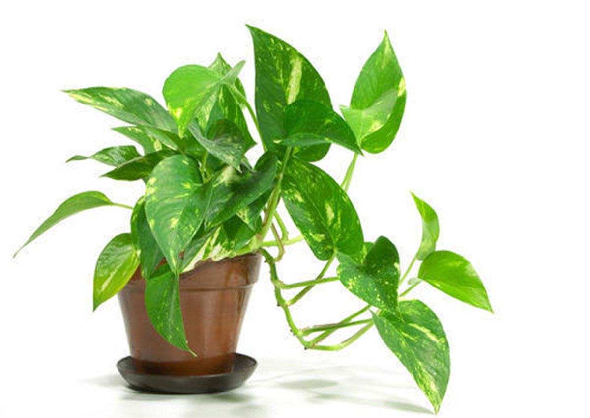Vastu Shastra put these two plants in your home to attract money 