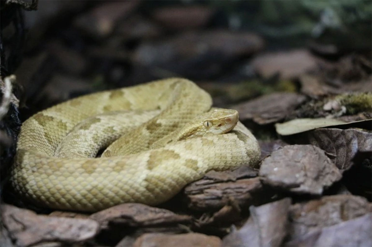 Snake Island : బాబోయ్‌.. ఆ దీవి నిండా పాములే.. అడుగు తీసి అడుగు పెట్టలేం..!