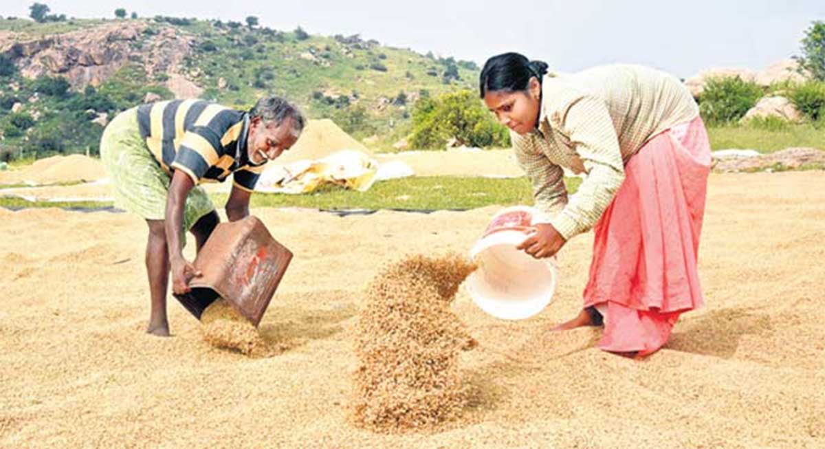 center said they will purchase paddy from farmers in telangana 
