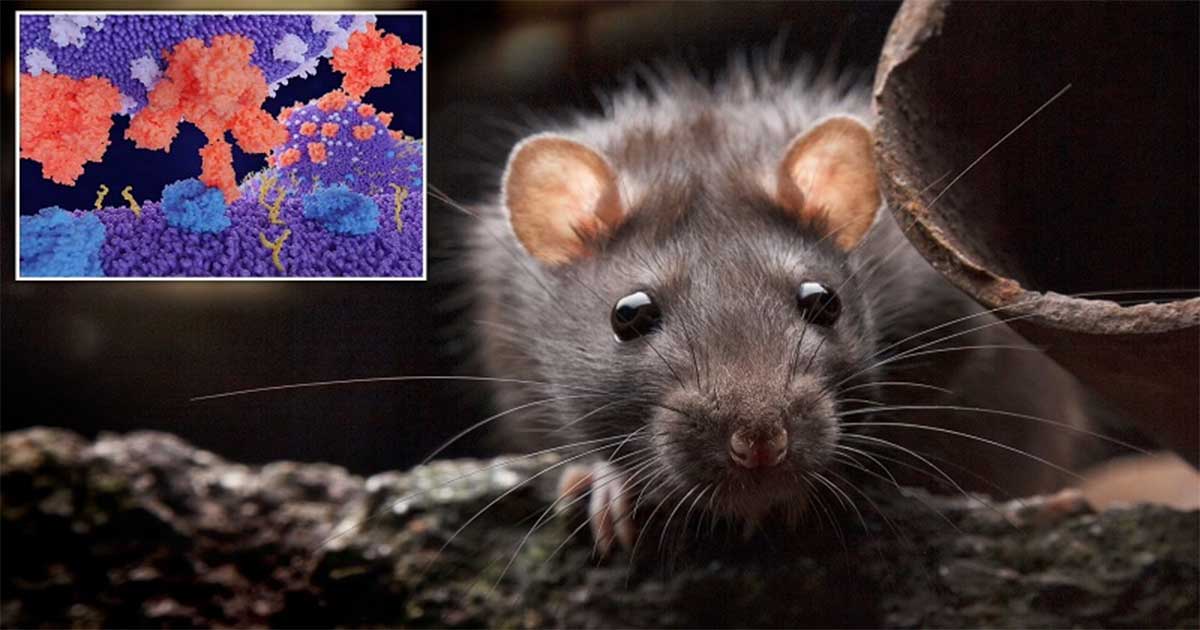 Corona may be transmitted through rats what experts are saying