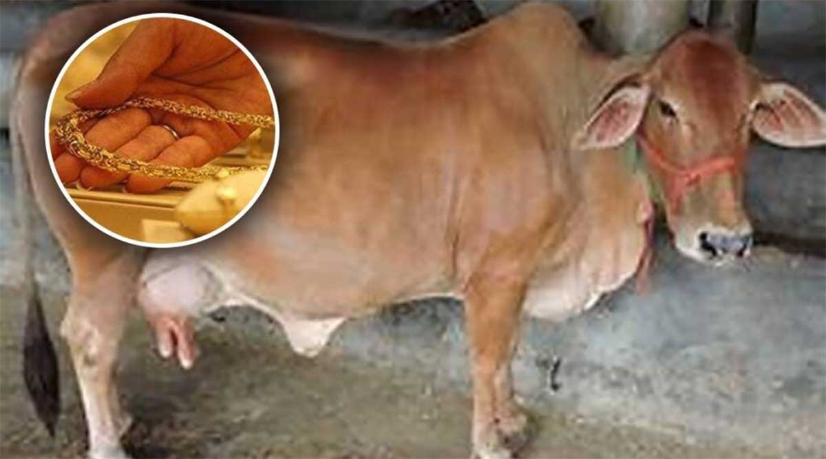 cow swallowed Gold chain know what happened next 