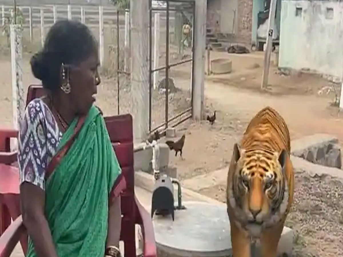 tiger is wandering in Gangavva house 