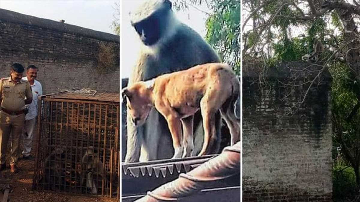 monkeys got revenge on dogs and killed 80 puppies after the death of an infant monkey 