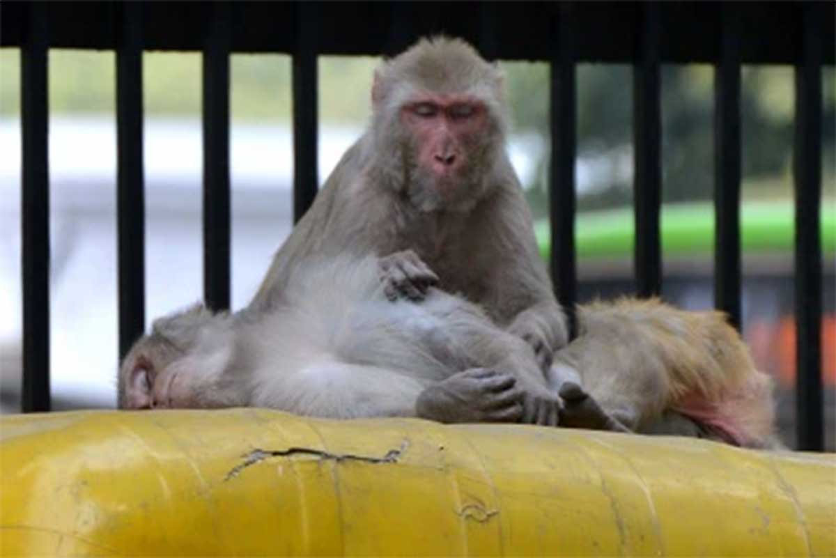 Monkeys dropped 2 months old infant into water tank and killed him 