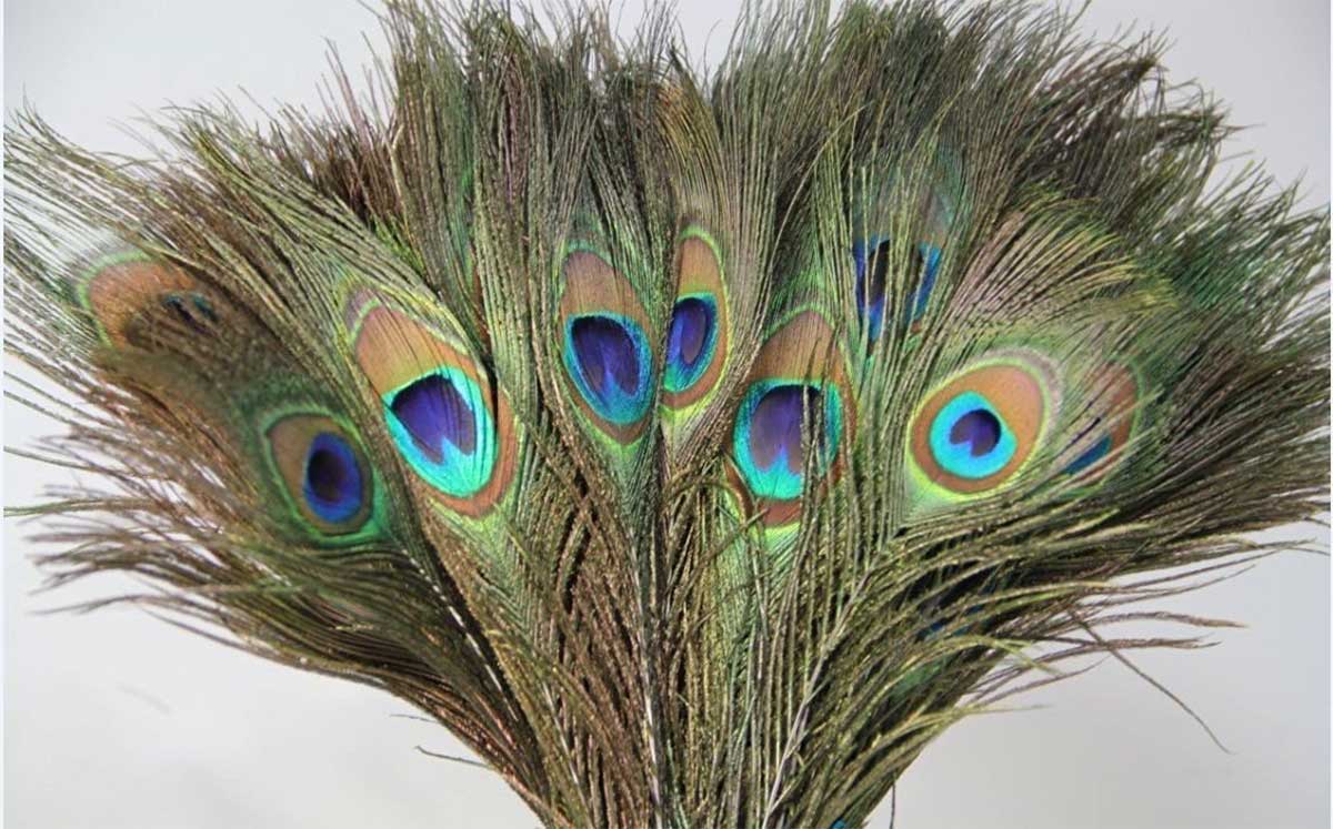 use Peacock Feathers in these ways to remove planet doshas 