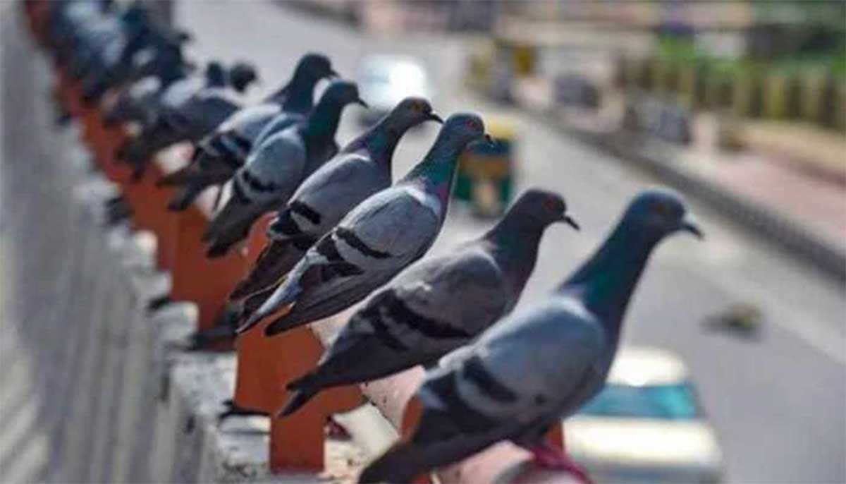 those Pigeons  are millionaires in that town 