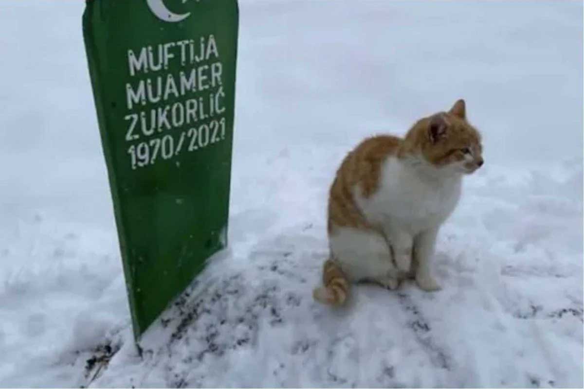 Cat spends at its owners grave daily 