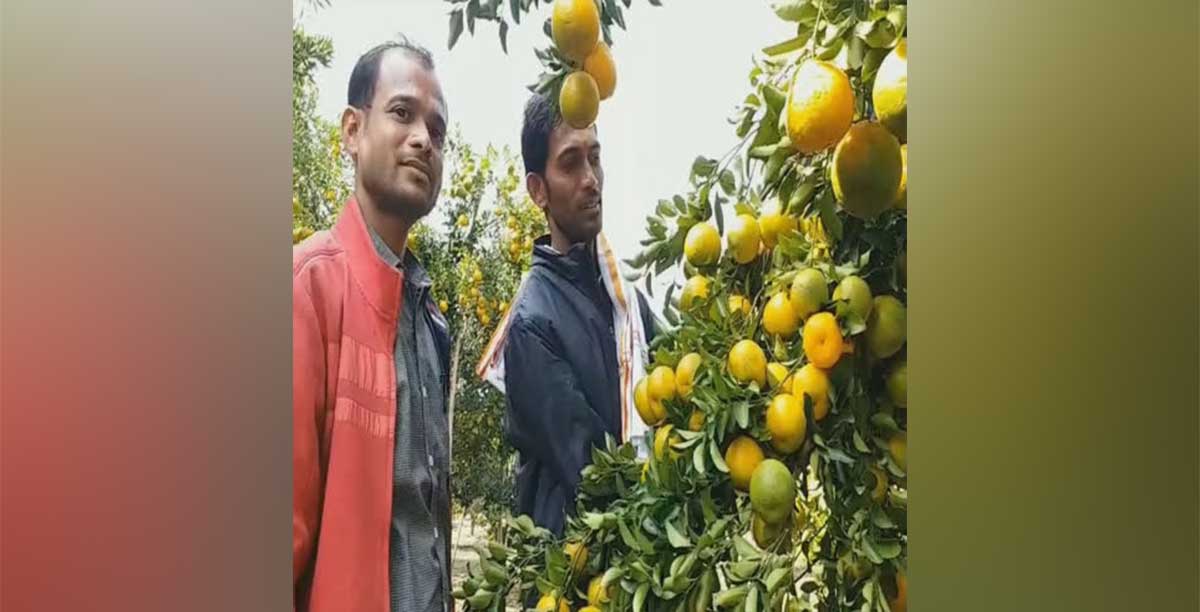 umekar brothers earning in crores with Orange Farming  