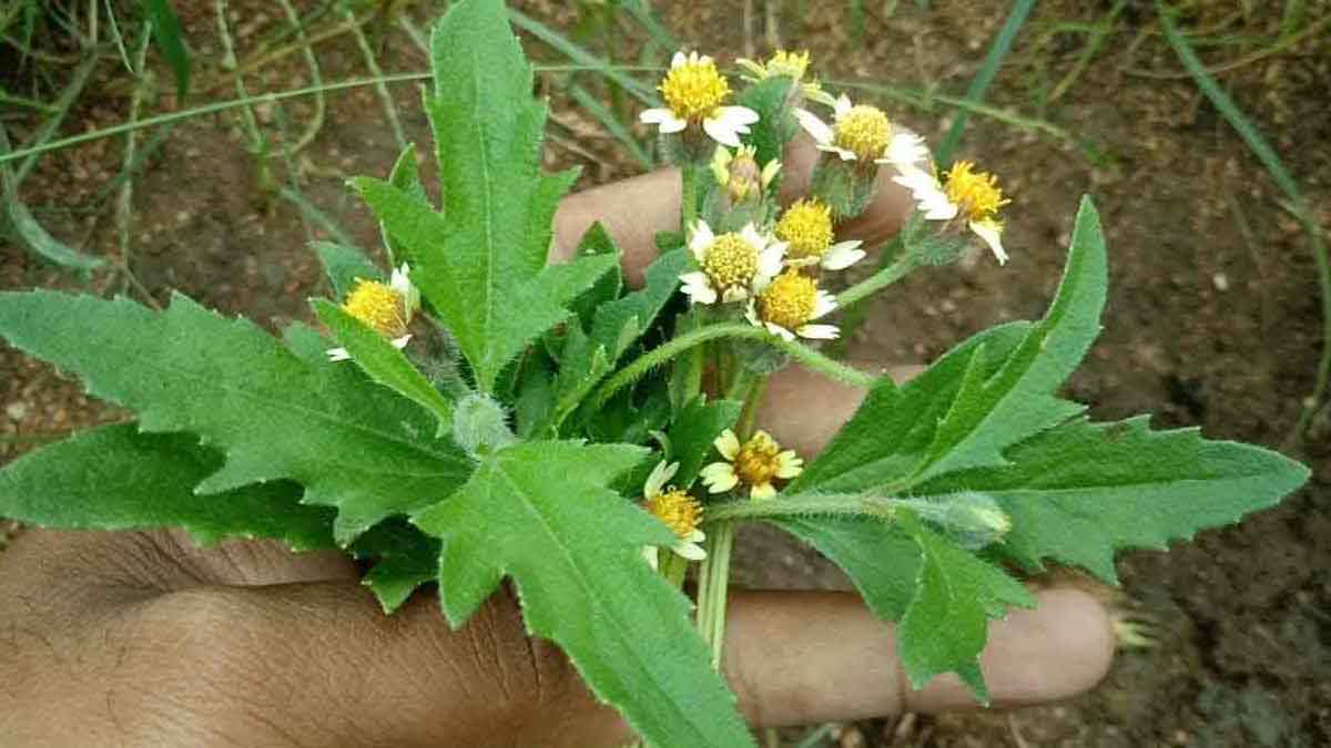 gaddi chamanthi plant is useful in these health conditions 