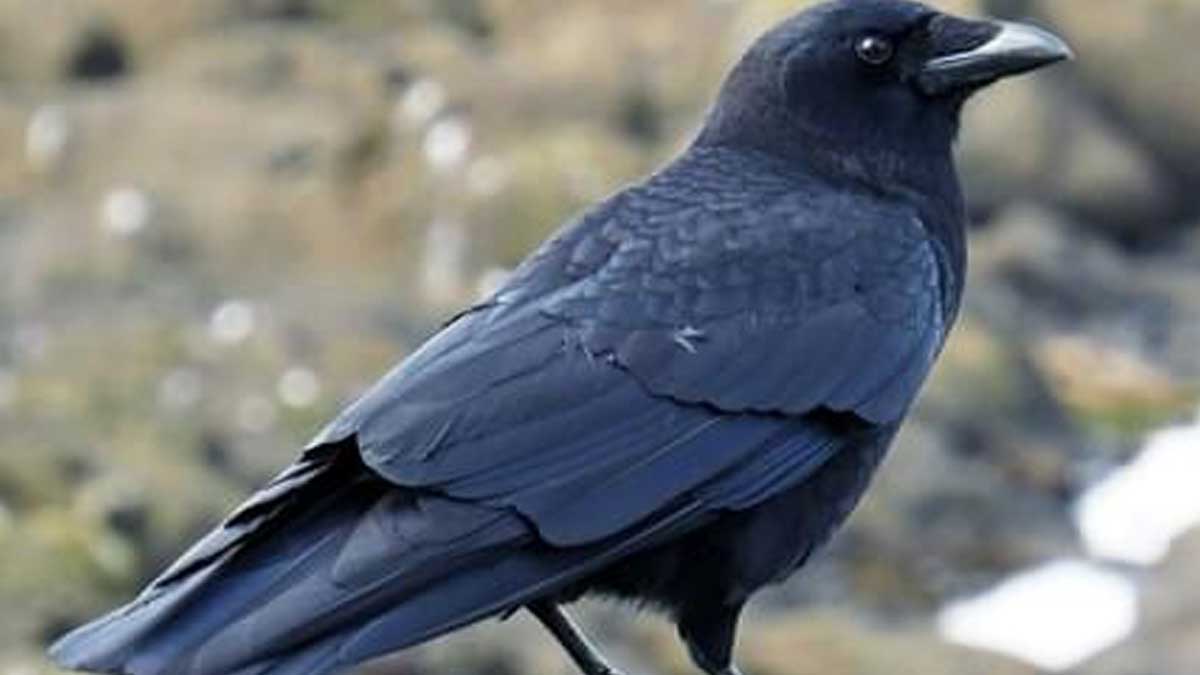 what happens when crow sounds at home 