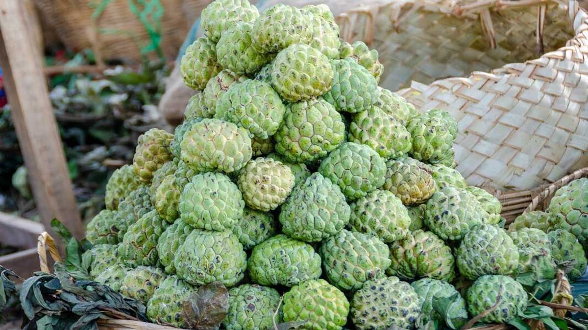 we should definitely eat custard apple in this season know the reasons 