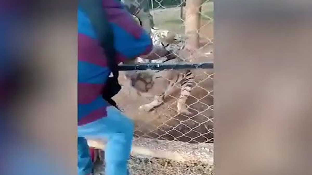man tried to pet tiger in zoo know what happened next viral video 